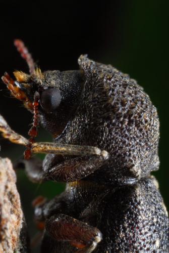 Lichenophanes numida