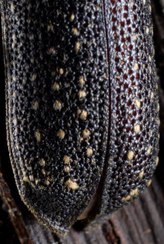 Lichenophanes numida