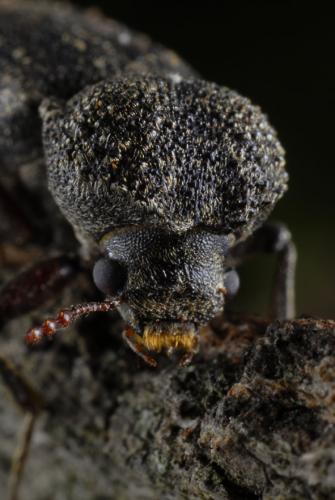 Lichenophanes numida