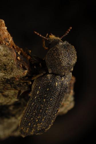 Lichenophanes numida