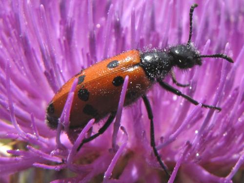 Réf. 94 212 : Mylabris quadripunctata