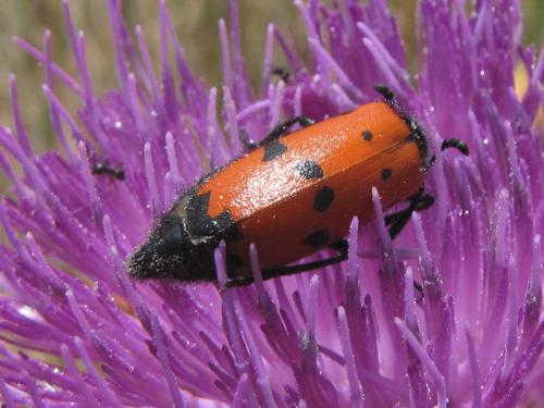Réf. 94 213 : Mylabris quadripunctata