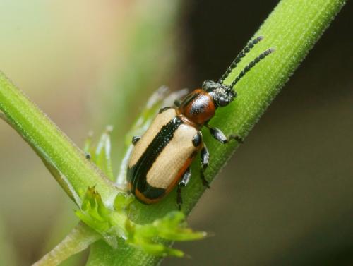 Crioceris paracenthesis