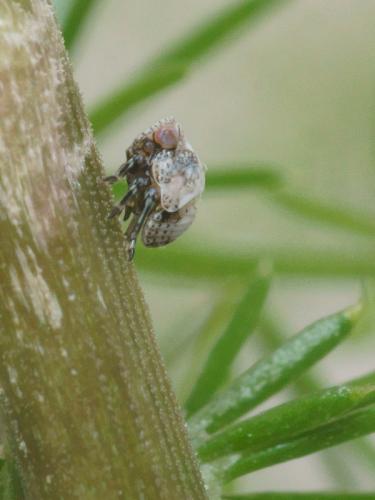 Réf. 94 609 : Hysteropterum dolichotum