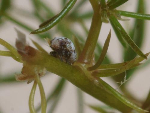 Réf. 94 606 : Hysteropterum dolichotum