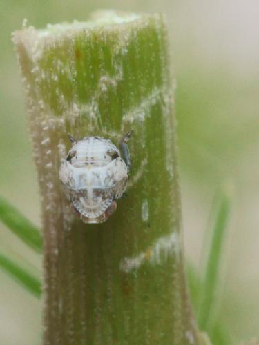 Hysteropterum dolichotum