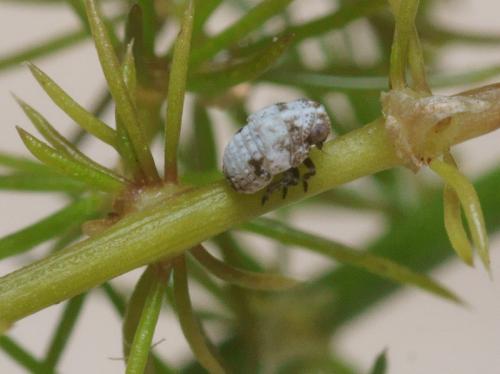 Réf. 94 604 : Hysteropterum dolichotum