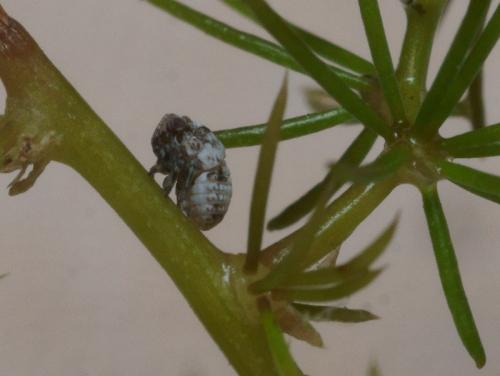 Hysteropterum dolichotum