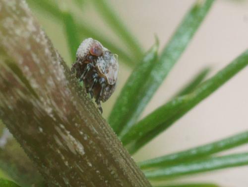 Réf. 94 610 : Hysteropterum dolichotum