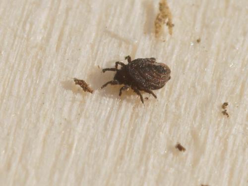Réf. 94 680 : Neoliodes ionicus