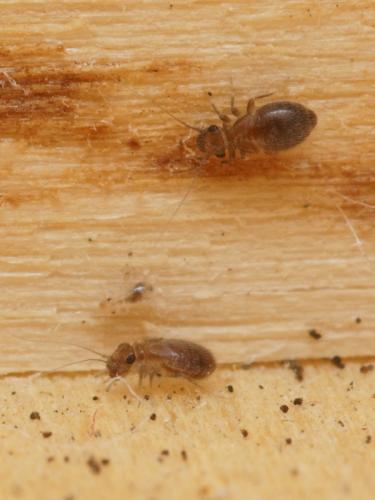 Lepinotus reticulatus