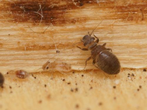 Lepinotus reticulatus