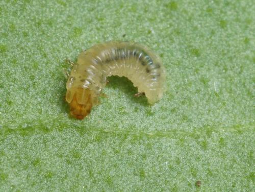 Réf. 94 681 : Sphaeroderma testaceum