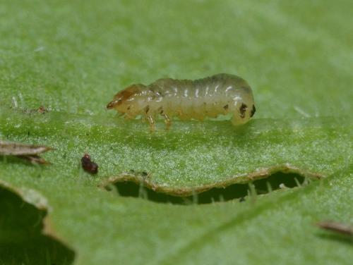 Réf. 94 682 : Sphaeroderma testaceum