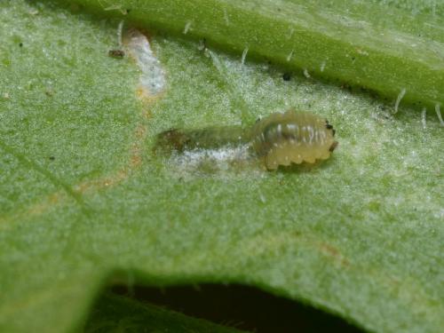 Réf. 94 683 : Sphaeroderma testaceum