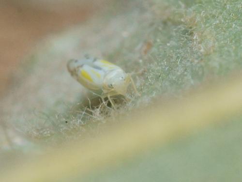 Ribautiana sp.
