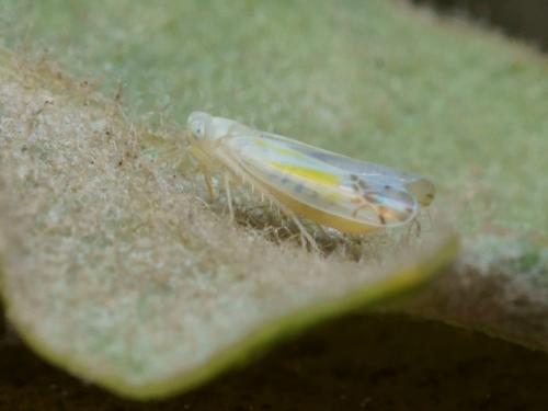 Ribautiana sp.