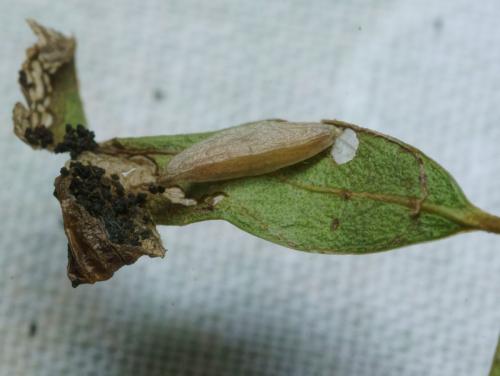 Caloptilia cuculipennella