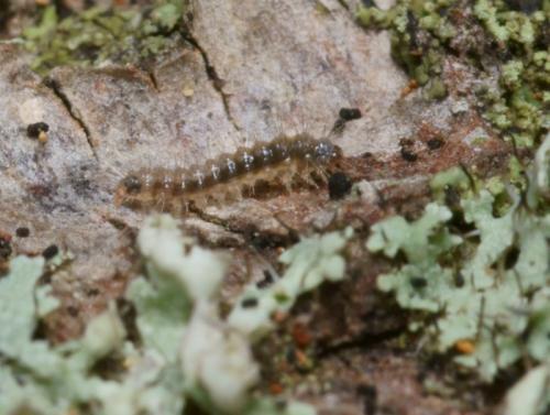 Eilema caniola