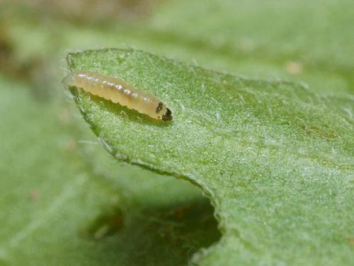 Réf. 94 171 : Tuta absoluta
