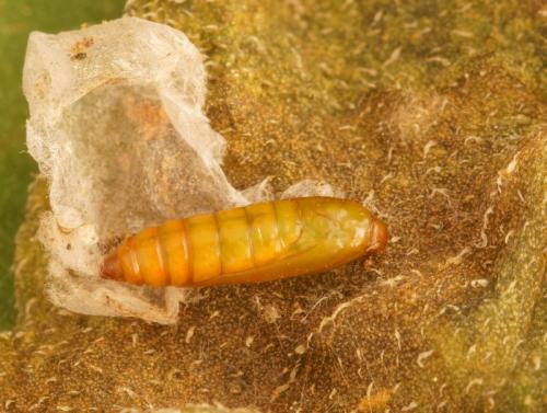 Tuta absoluta