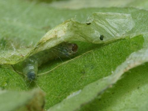 Tuta absoluta