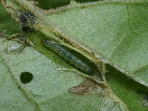 Tuta absoluta