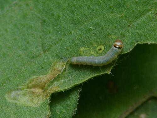 Tuta absoluta
