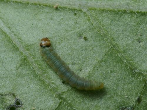 Tuta absoluta