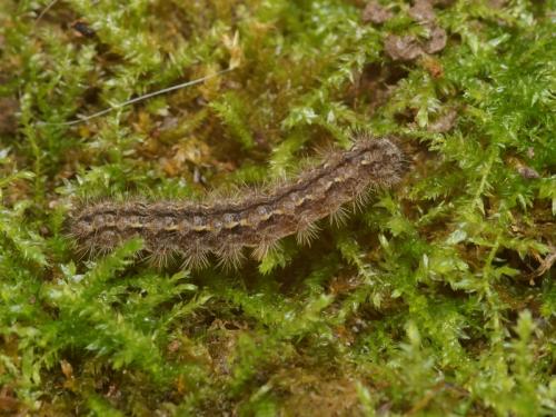 Eilema caniola