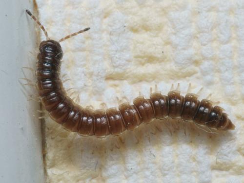Réf. 94 601 : Oxidus gracilis