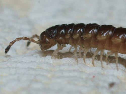Réf. 94 602 : Oxidus gracilis