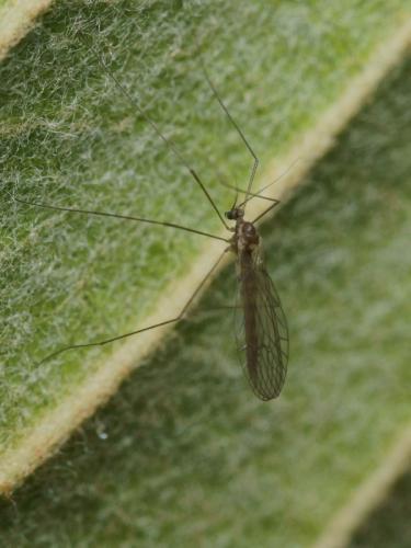 Trichocera annulata