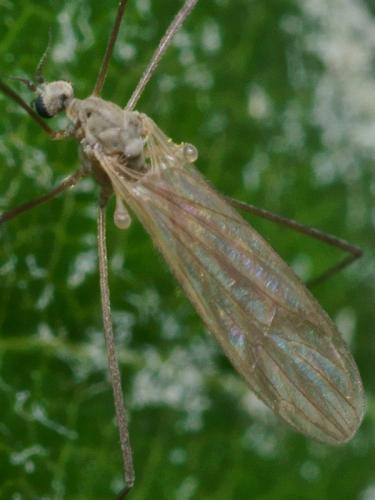 Réf. 94 824 : Cheilotrichia mendli