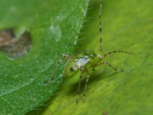 Liocoris tripustulatus