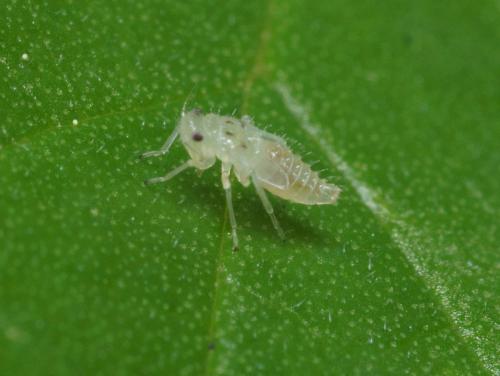 Réf. 94 357 : Hauptidia provincialis