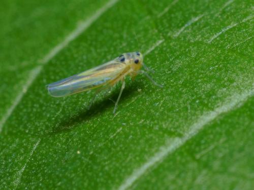 Hauptidia provincialis