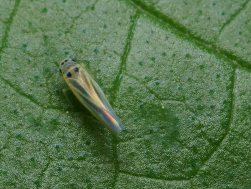 Hauptidia provincialis