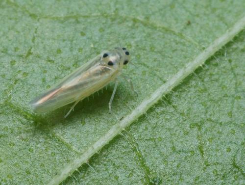 Réf. 94 360 : Hauptidia provincialis