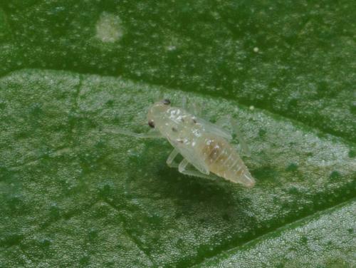 Réf. 94 356 : Hauptidia provincialis