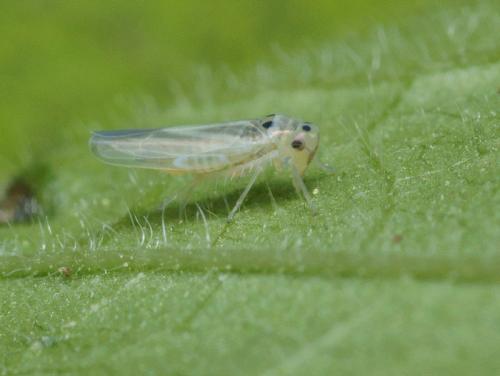 Réf. 94 362 : Hauptidia provincialis