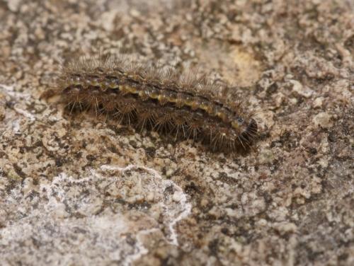 Réf. 94 989 : Eilema caniola