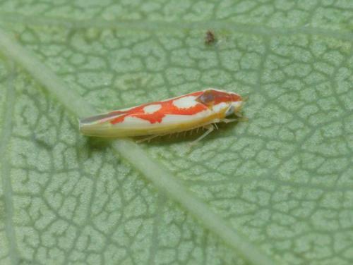 Zygina flammigera