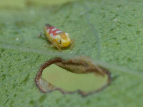 Zygina flammigera