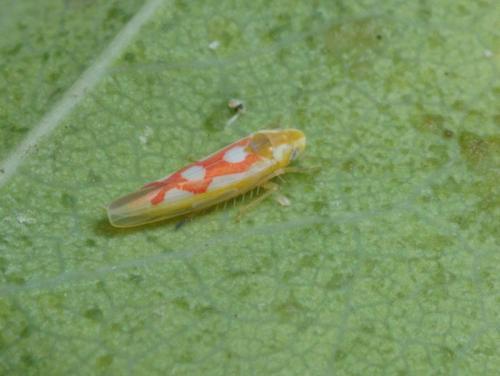 Réf. 94 878 : Zygina flammigera