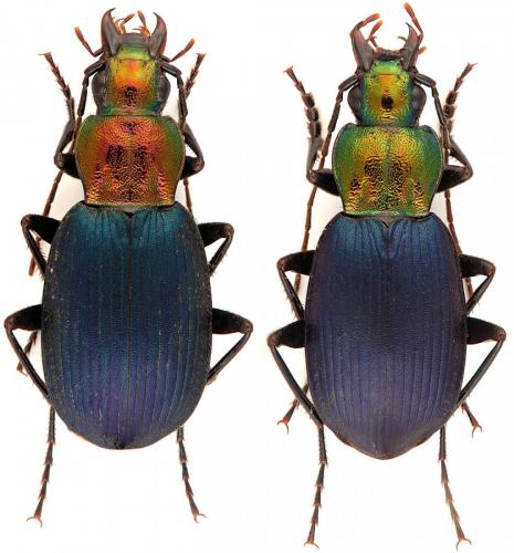 Chlaenius aeratus