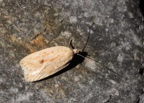 Agonopterix kaekeritziana