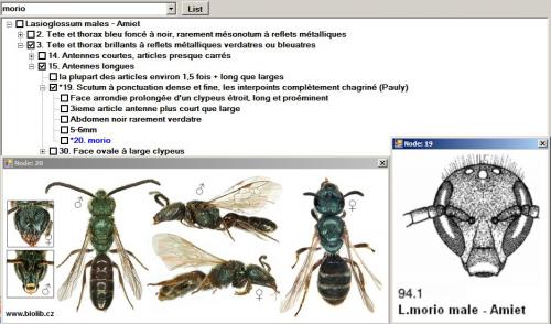 Réf. 94 009 : Lasioglossum morio