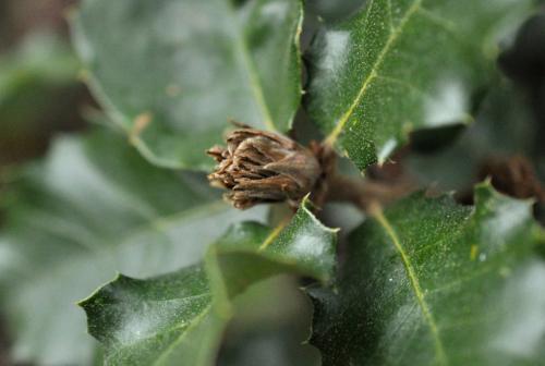 Réf. 94 634 : Phyllodiplosis cocciferae