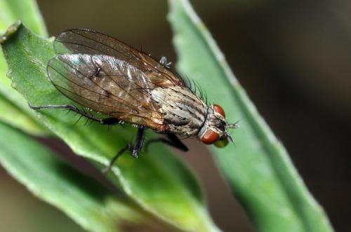 Réf. 94 765 : Anthomyia liturata